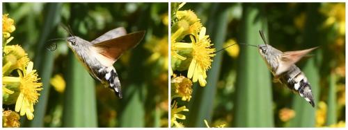 Macroglossum stellatarum